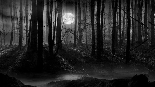 creepy_woods_night