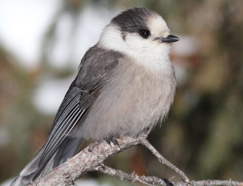 The Best Ways To Go Winter Birding in Sault Ste. Marie, Michigan
