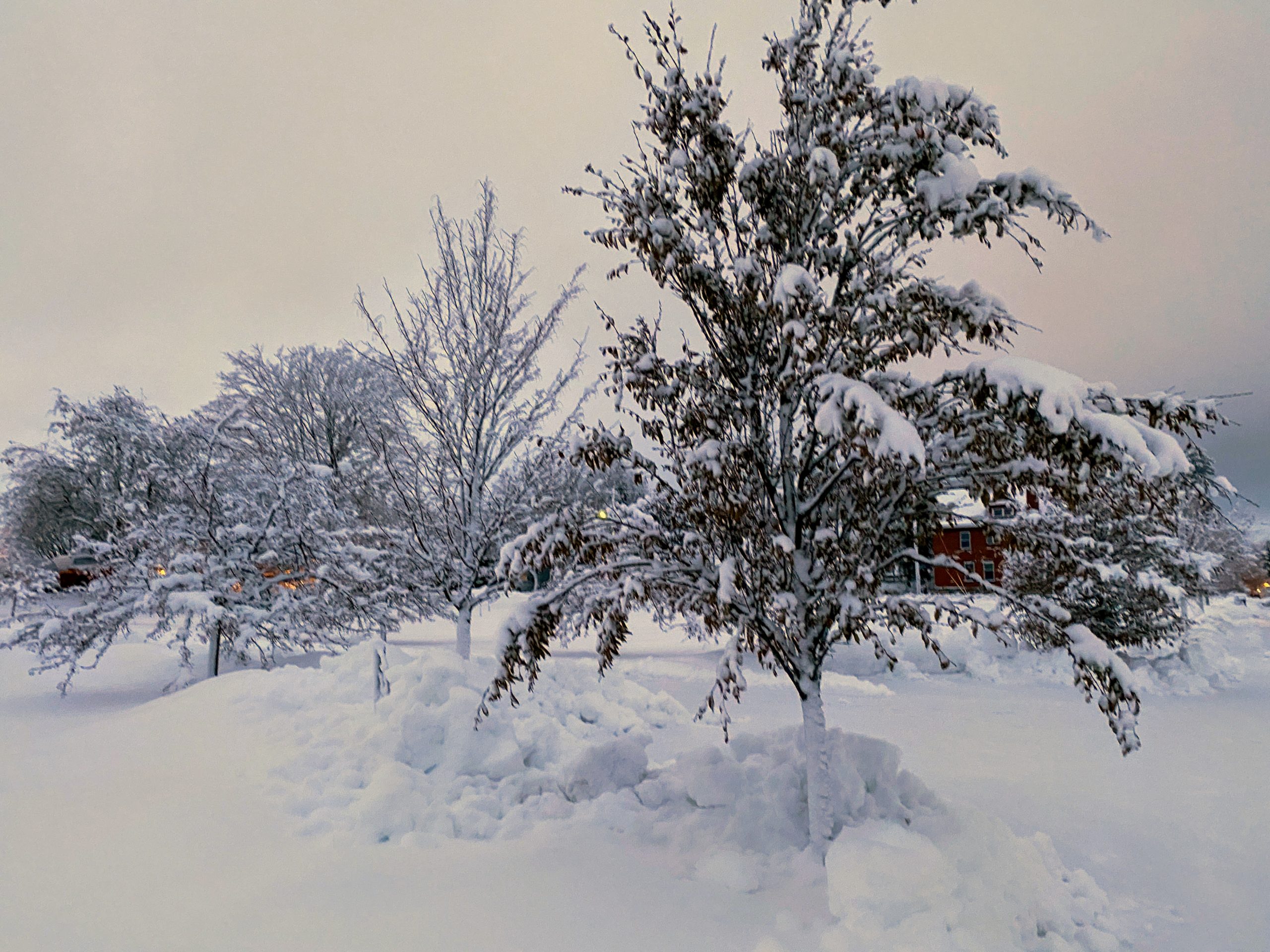 snowy trees by lssu