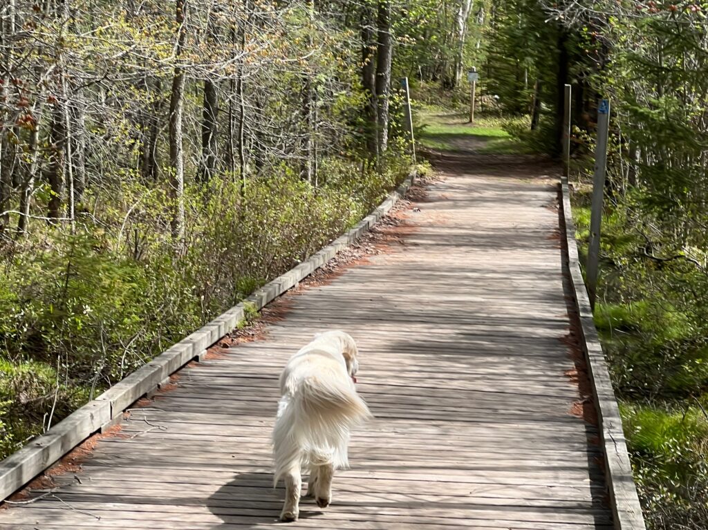 sault ste marie city trails: dog on boardwalk