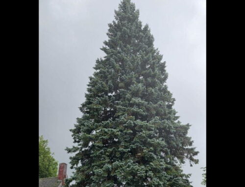 Sault Ste. Marie spruce becomes State of Michigan’s 39th Christmas tree